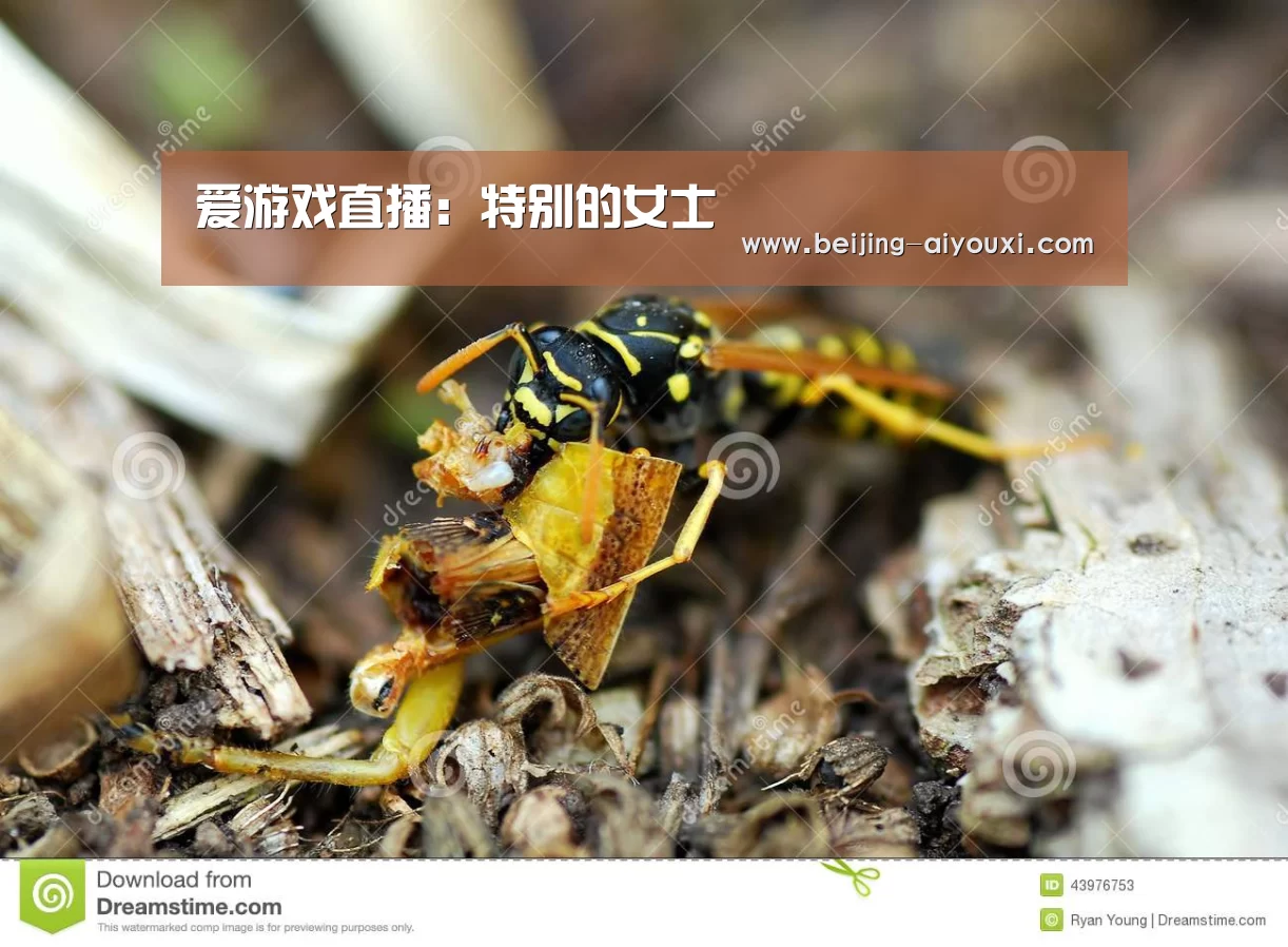 爱游戏直播：特别的女士